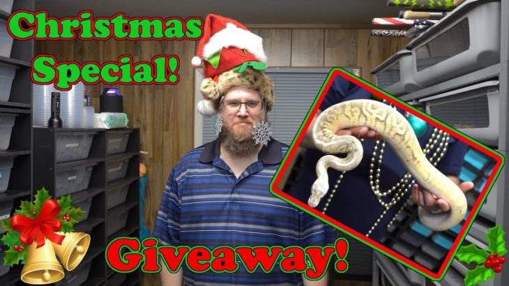 R&B Reptiles Christmas Special 2019! Ryan is a Grinch!