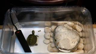 R&B/Soul Music with Red Eared Slider Turtle