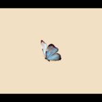 ฟรีบีท [ FREE ] Butterfly – Trap,R&b,Guitar Beat Instrumental 2020