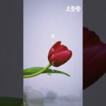 #大聖堂 -胸いっぱいの愛を #ロック #ipop #インディーズバンド #曲紹介#music #おすすめ乗りたい #オリジナル曲 ＃作詞作曲