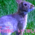 【新曲】白秋　田川寿美 オリジナル