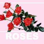 “ROSES” (FREE) R&B/Trap Freestyle Beat
