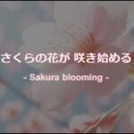 最新曲2024春オリジナル曲Jpop【さくらの花が咲き始める】作詞作曲bubu-ta